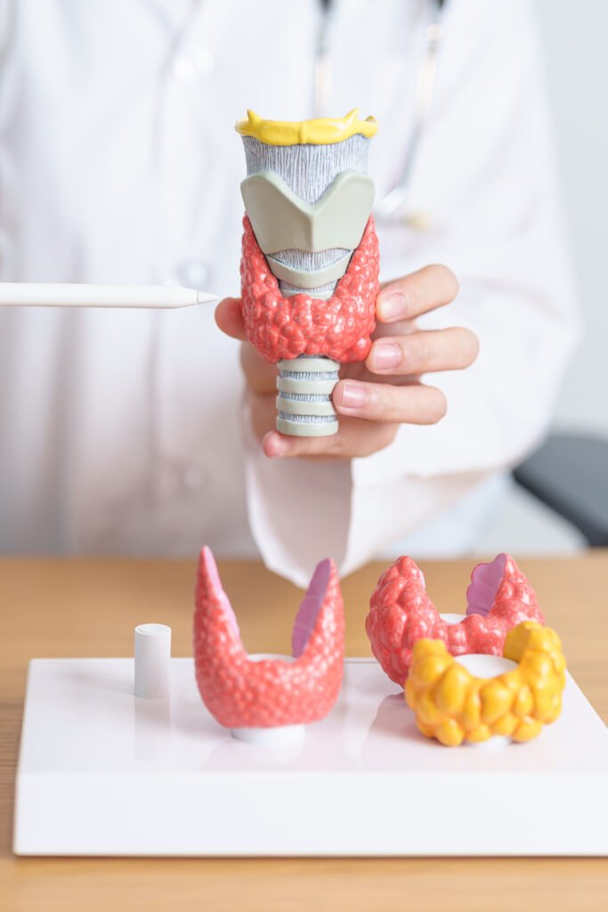 Doctor with human Thyroid anatomy model. Hyperthyroidism